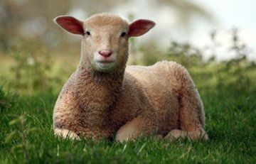 Meat wholesalers - Hertfordshire - Stansted Meats - Lamb
