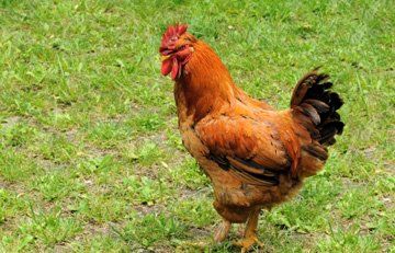Red meat produce - Essex - Stansted Meats - Hen Red meat produce - Essex - Stansted Meats - Hen