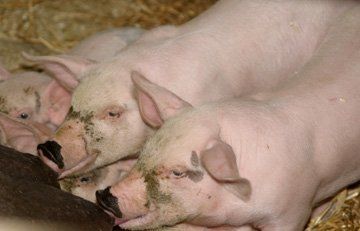 Free range produce - Cambridgeshire - Stansted Meats - Pork Free range produce - Cambridgeshire - Stansted Meats - Pork
