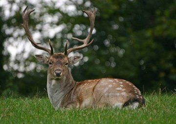 Meat suppliers - North London - Stansted Meats - Game