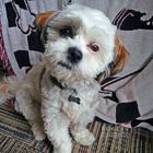 Small fluffy white-and-tan dog sitting on a couch, looking at the camera.