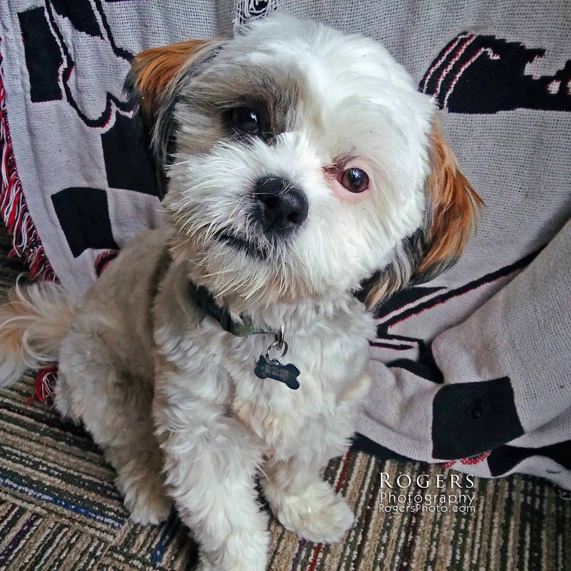 Small fluffy white-and-tan dog sitting on a couch, looking at the camera.