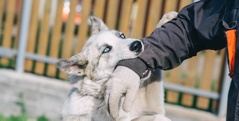 Dog attacking man biting his hand.