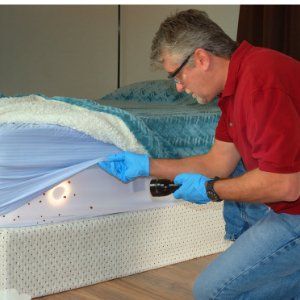 Bed Bug Extermination Job in Pigtown Baltimore