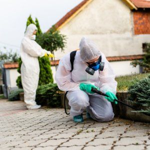 Bee Extermination Job in Brewers Hill Baltimore