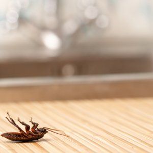 Roach Extermination Job in Hampden Baltimore