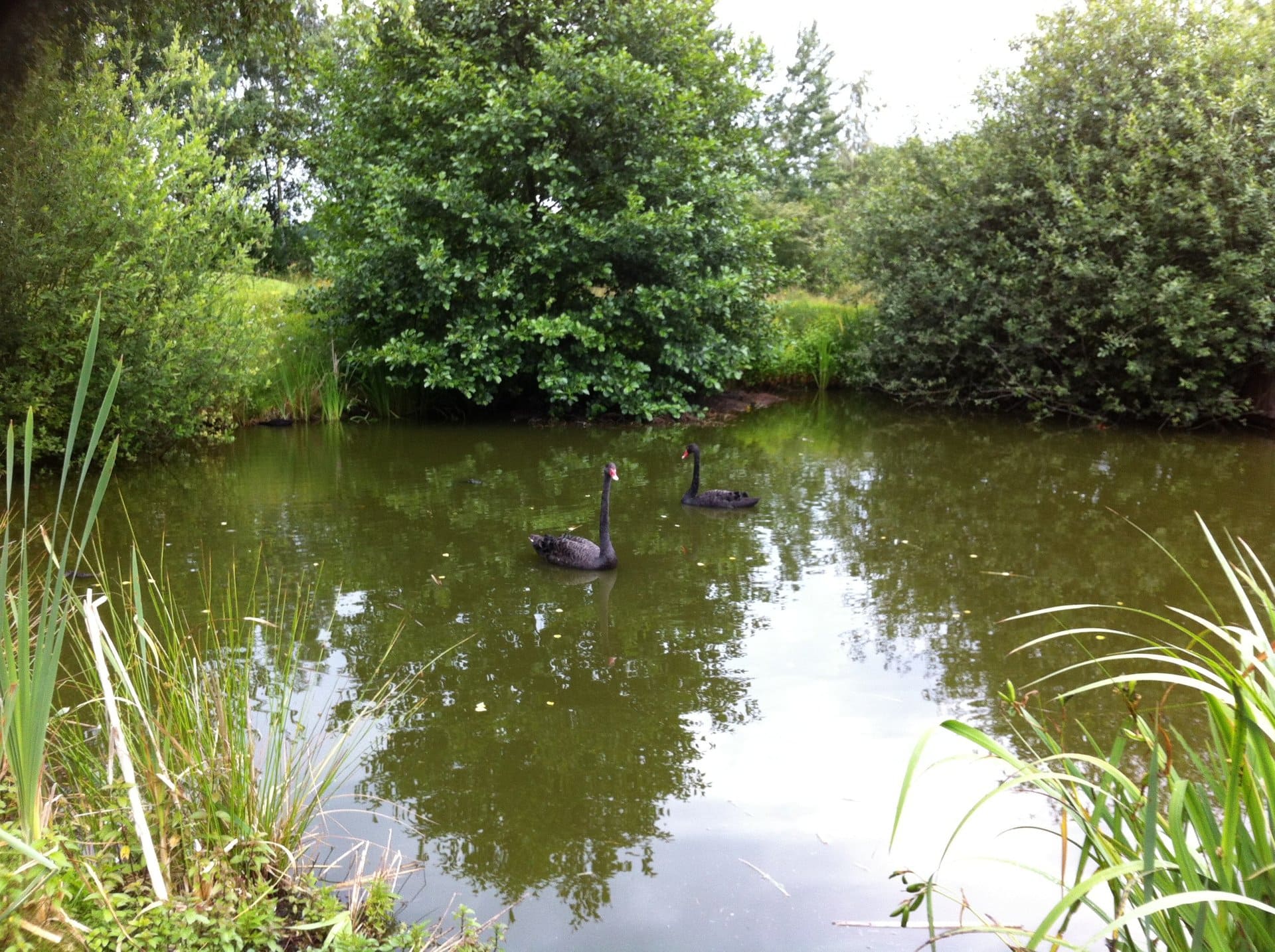 Zwei schwarze Schwäne schwimmen in einem von Bäumen umgebenen Teich