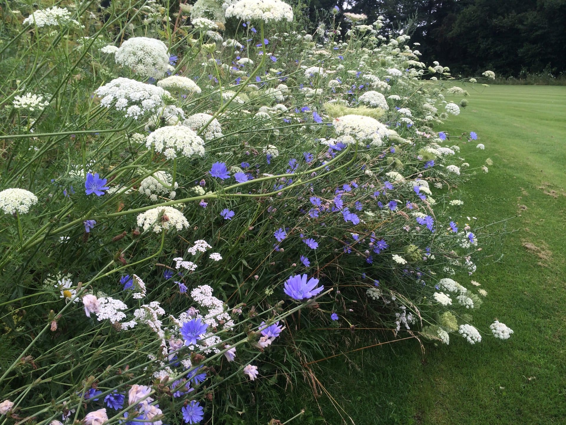 Auf diesem Feld gibt es viele verschiedene Blumenarten.