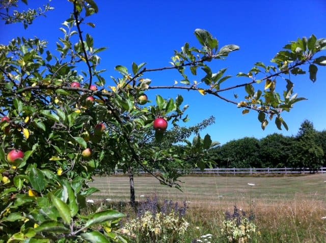 Ein Baum mit roten Äpfeln, die auf einem Feld daran hängen