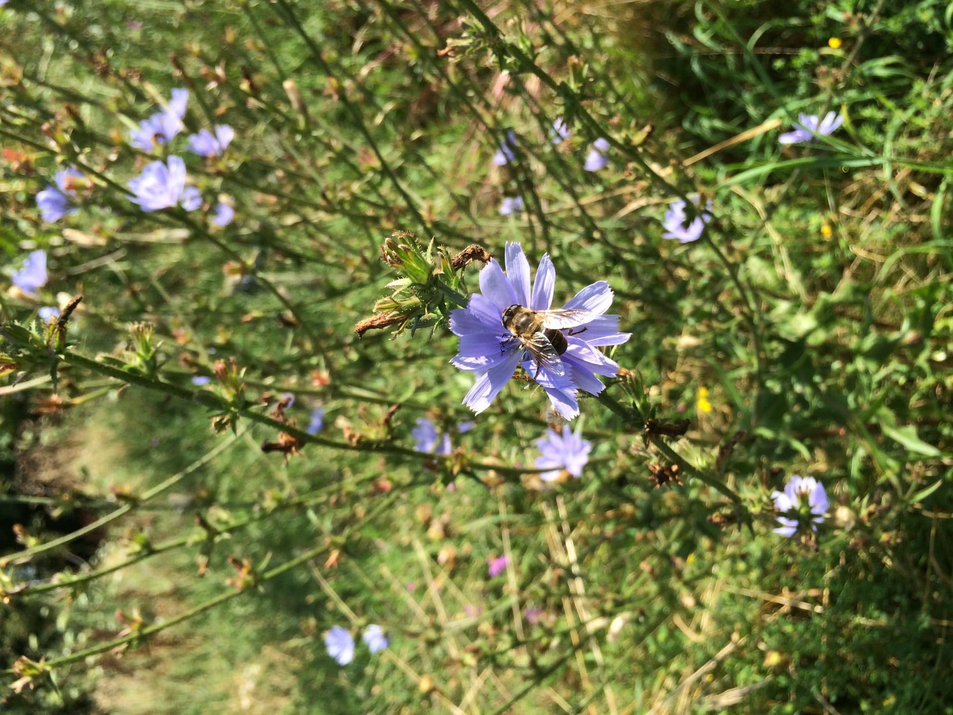 Eine Nahaufnahme einer violetten Blume mit einer Biene darauf.