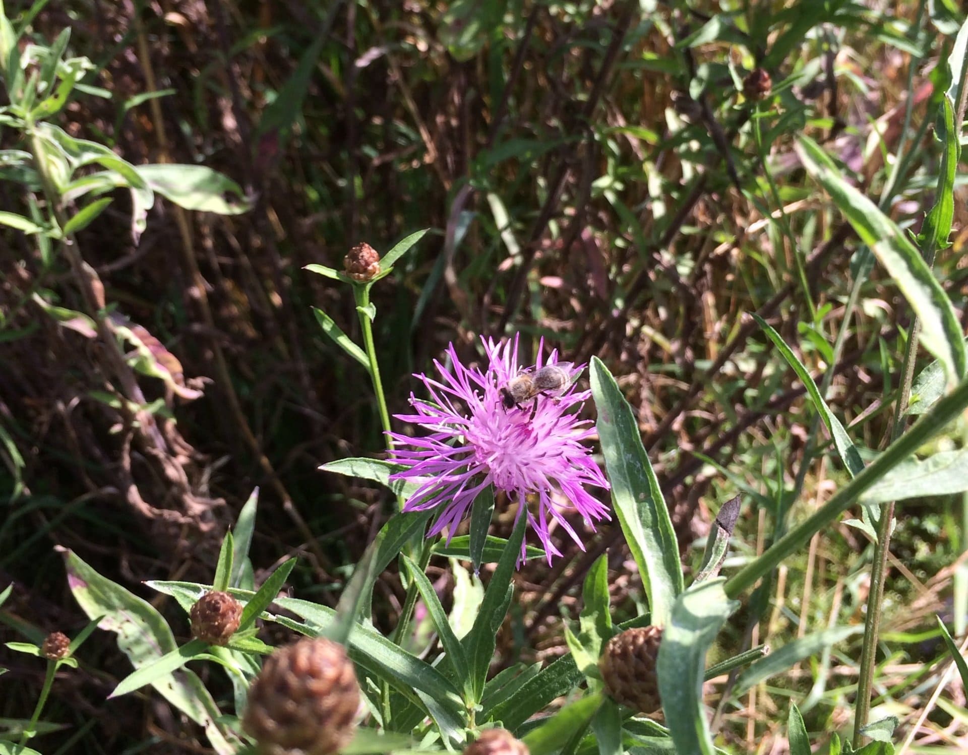 Eine violette Blume ist auf einem Feld von Grün umgeben.