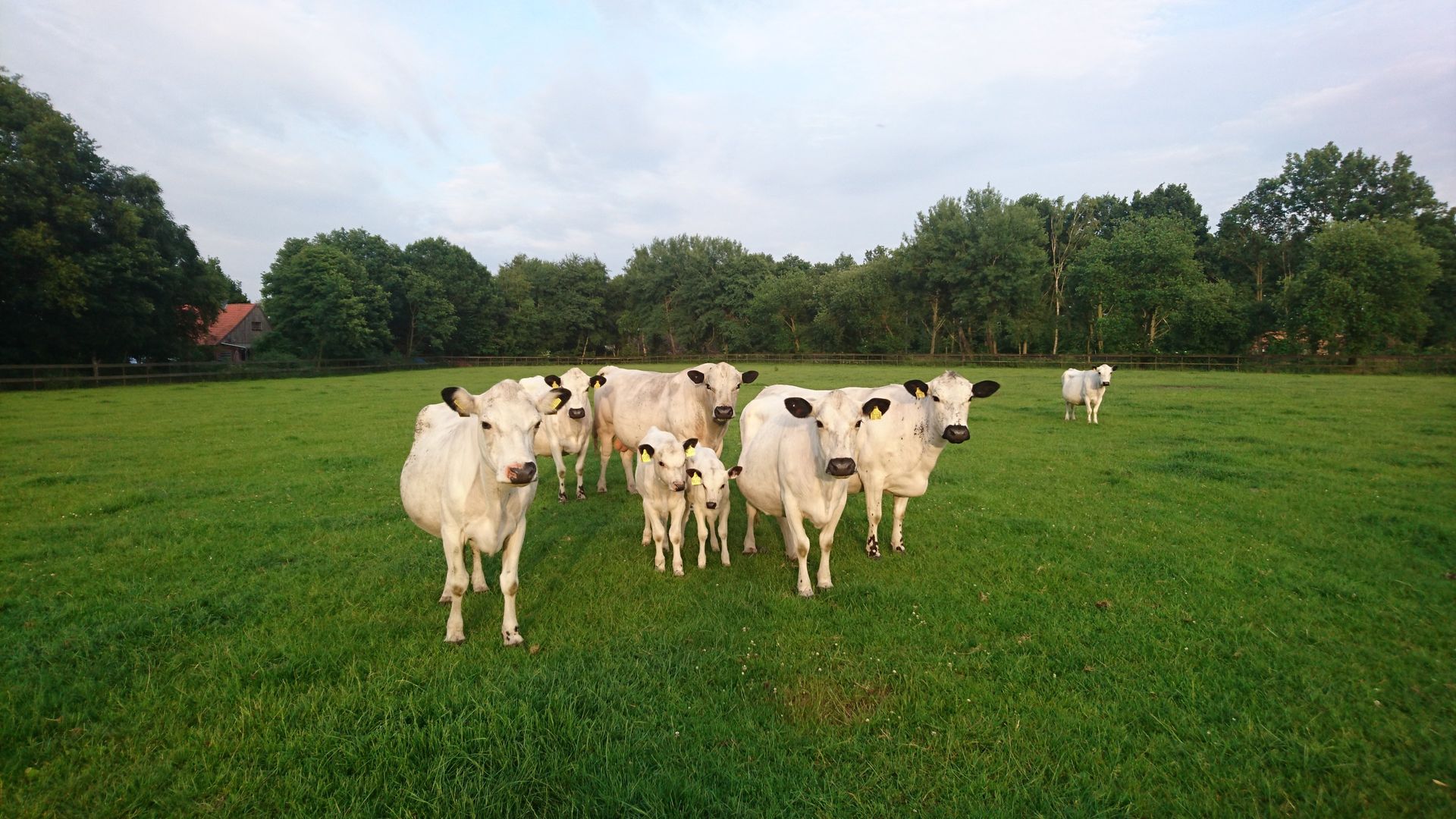 Een kudde witte koeien die in een grasveld staan.