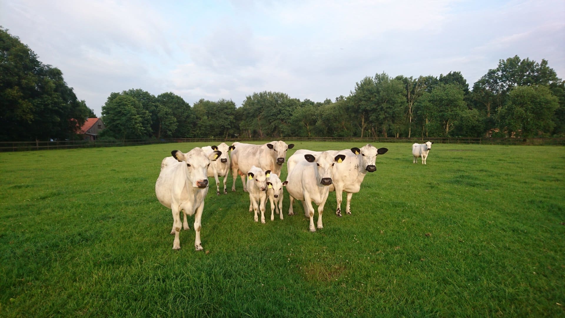 Eine Herde Kühe steht auf einer Wiese.