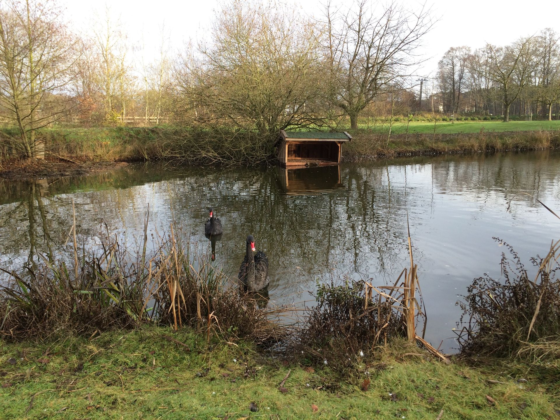 Eine Ente schwimmt in einem Teich, im Hintergrund ist eine Hütte zu sehen.