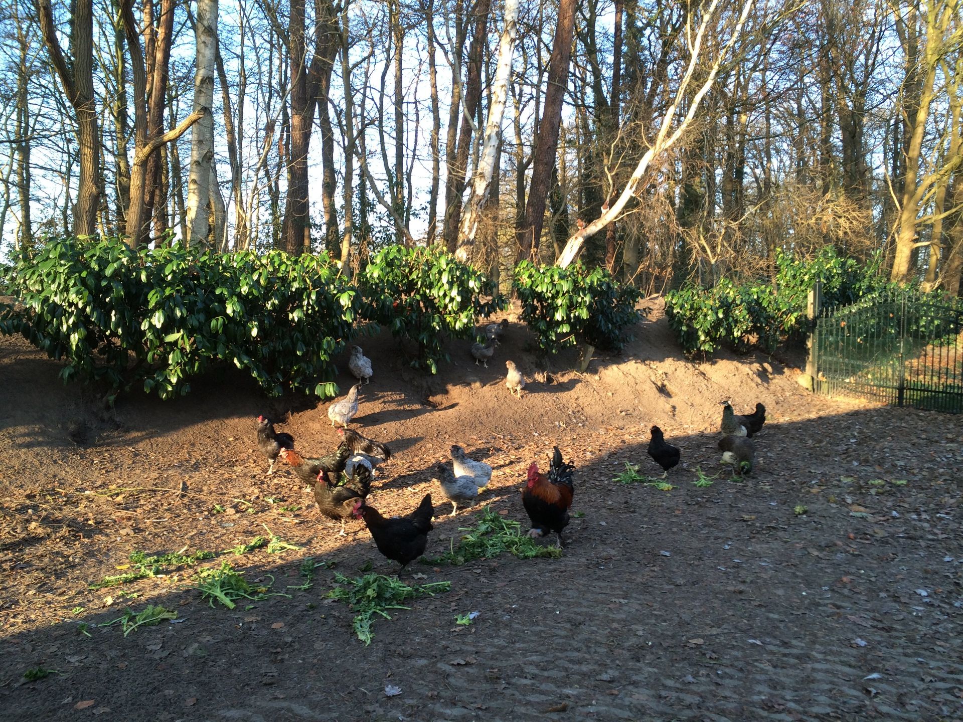 Een groep kippen eet gras op een onverhard veld