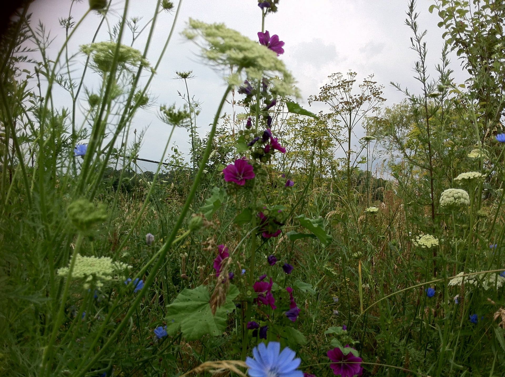 Ein Blumenfeld mit lila und blauen Blumen
