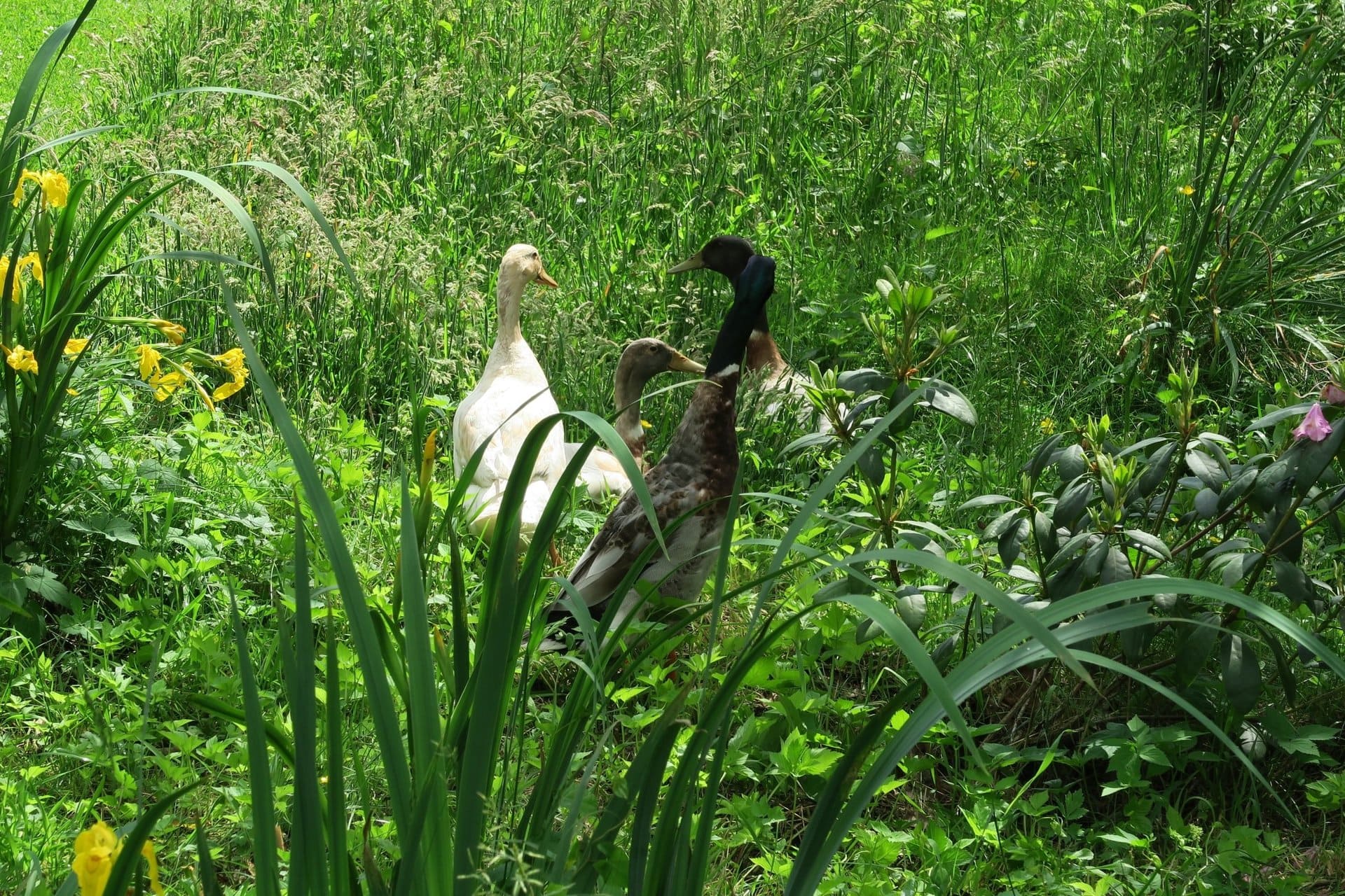 Zwei Enten stehen auf einer Wiese, umgeben von Blumen.