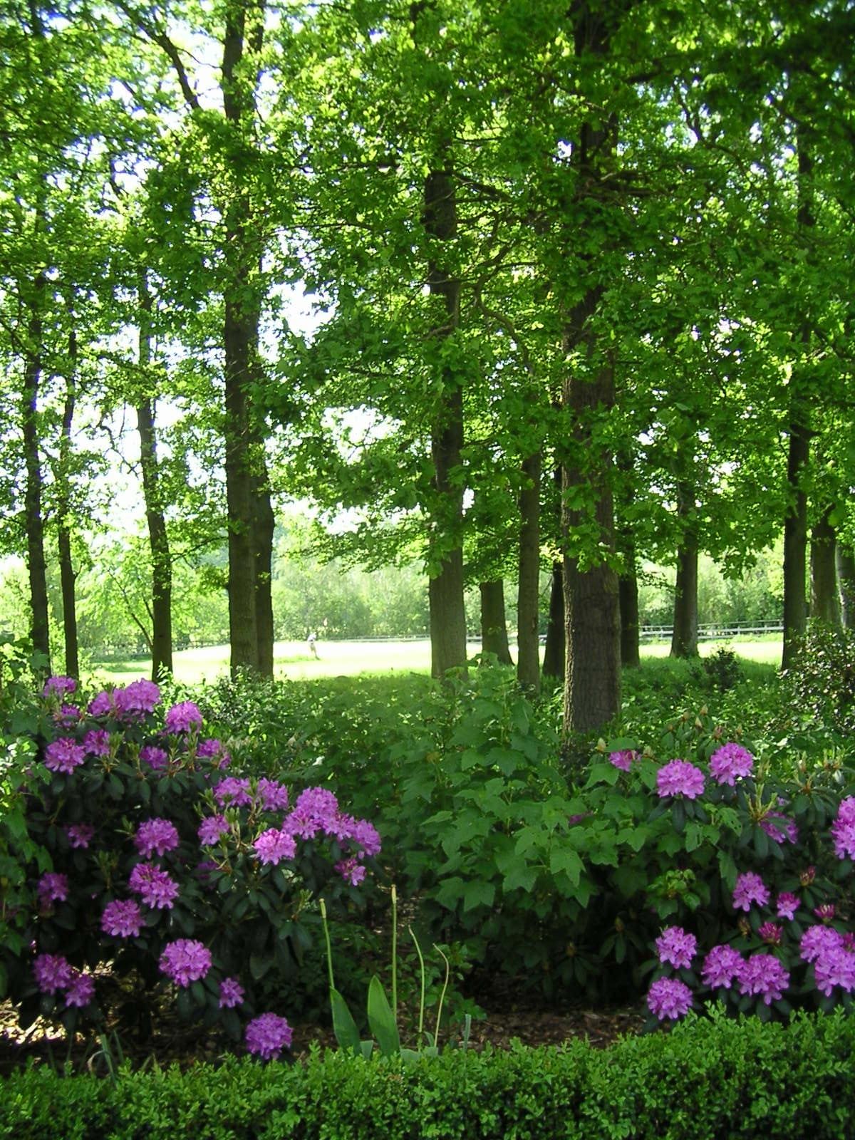 Ein üppiger grüner Wald mit lila Blumen im Vordergrund