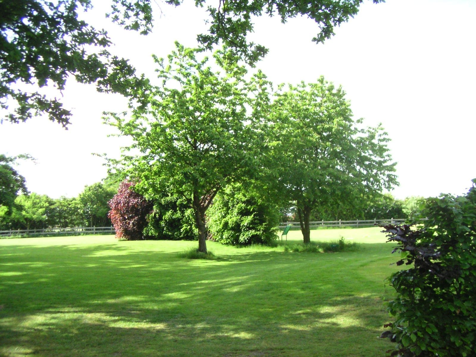 Ein üppiges grünes Feld mit Bäumen und Sträuchern an einem sonnigen Tag