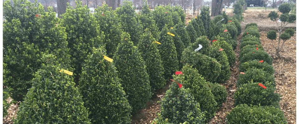 Cosmo's Landscaping and Nursery - About