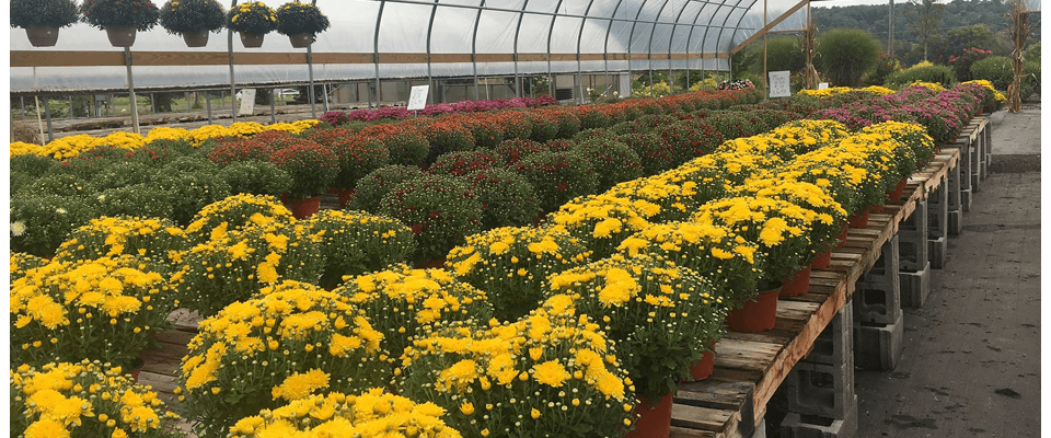 Cosmo's Landscaping and Nursery - Services