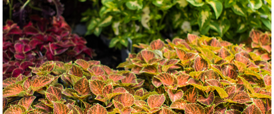 Cosmo's Landscaping and Nursery