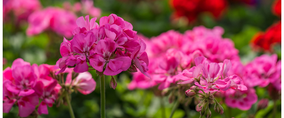 Cosmo's Landscaping and Nursery