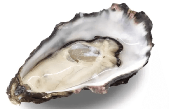 ostriche oyster house