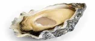 ostriche oyster house