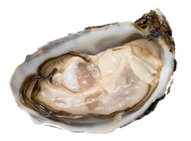 ostriche oyster house