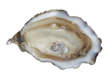 ostriche oyster house