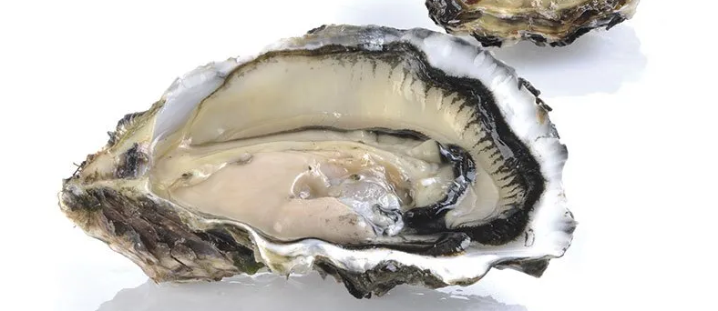 ostriche oyster house