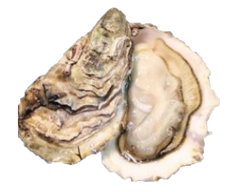 ostriche oyster house
