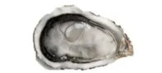 ostriche noblesse