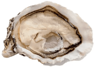 ostriche oyster house