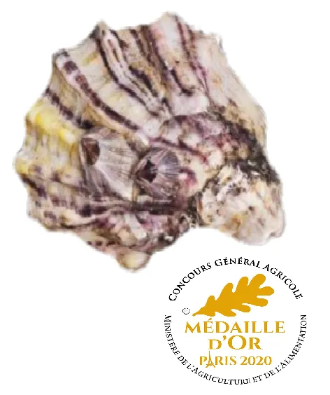 ostriche oyster house