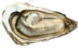 Ostriche La Déesse Blanche
