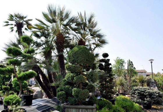 Realizzazione di giardini e parchi pubblici