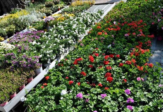 Garden e vivaio