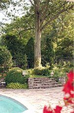 Shrubs Beside Pathway — Tree Disease in Nashville, TN