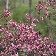 Horticulture — Tree Removal in Nashville, TN