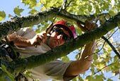 Tree Trimming — Pruning in Nashville, TN