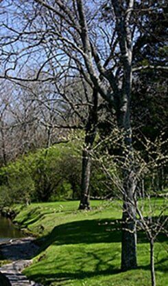 Trees Beside Lake — Tree Care in Nashville, TN