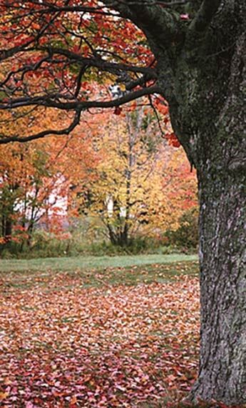 Red Maple Tree — Pruning in Nashville, TN