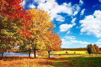 Trees with Orange Leaves During Fall Season — Tree Care in [[cms:structured_address_city]], [[cms:structured_address_state]]