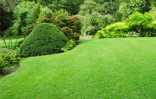 landscaped garden