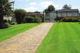 garden lawn