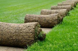 fresh turfing