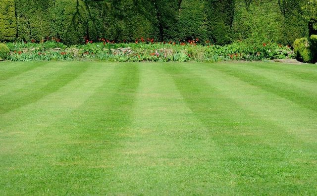 garden lawn