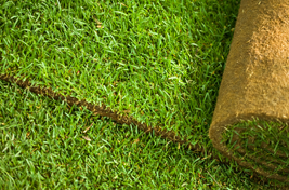Freshly laid turf